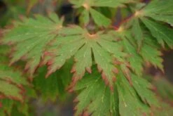 Japanse Esdoorn (Acer Japonicum 'Aconitifolium') -Directplant Winkel 20121003154202 10 1