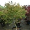 Japanse Esdoorn (Acer Japonicum 'Aconitifolium') -Directplant Winkel 20121003154259 10