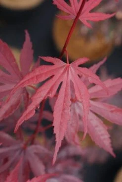 Japanse Esdoorn (Acer Palmatum 'Bloodgood') -Directplant Winkel 20121003154404 12