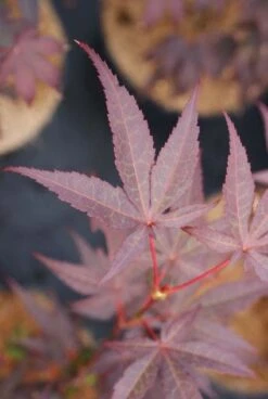 Japanse Esdoorn (Acer Palmatum 'Bloodgood') -Directplant Winkel 20121003154430 12