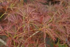 Japanse Esdoorn (Acer Palmatum 'Ornatum') 14 Japanse Esdoorn (Acer Palmatum 'Ornatum') -Directplant Winkel 20121003155024 10 1