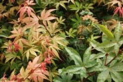 Japanse Esdoorn (Acer Palmatum 'Osakazuki') 14 Japanse Esdoorn (Acer Palmatum 'Osakazuki') -Directplant Winkel 20121003155148 9 1