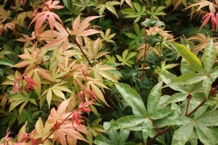 Japanse Esdoorn (Acer Palmatum 'Osakazuki') 6 Japanse Esdoorn (Acer Palmatum 'Osakazuki') - Afbeelding 4