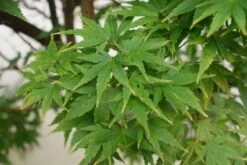 Japanse Esdoorn (Acer Palmatum 'Sangokaku') -Directplant Winkel 20121003155343 9 1