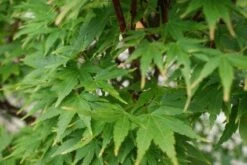 Japanse Esdoorn (Acer Palmatum 'Sangokaku') -Directplant Winkel 20121003155550 9