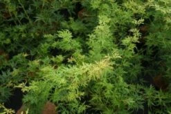 Japanse Esdoorn (Acer Palmatum 'Seiryu') -Directplant Winkel 20121003155629 6