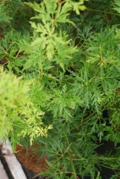 Japanse Esdoorn (Acer Palmatum 'Seiryu') -Directplant Winkel 20121003155652 6