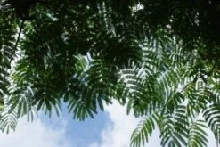 Perzische Slaapboom Als Struik (Albizia Julibrissin 'Ombrella') -Directplant Winkel 20121003160612 4