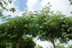 Perzische Slaapboom Als Struik (Albizia Julibrissin 'Ombrella') -Directplant Winkel 20121003160630 4