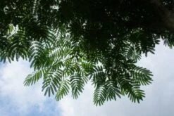 Perzische Slaapboom Als Struik (Albizia Julibrissin 'Ombrella') -Directplant Winkel 20121003160650 4