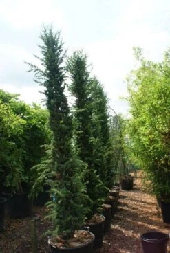 Zuilvormige Ceder (Cedrus Libani 'Fastigiata') -Directplant Winkel 20121003161759 10 1