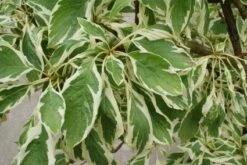 Reuzenkornoelje (Cornus Controversa 'Variegata') -Directplant Winkel 20121003162215 7
