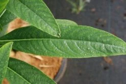Papierstruik (Edgeworthia Chrysantha) -Directplant Winkel 20121003163514 3