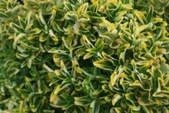 Kardinaalshoed Als Meeneemhaag (Euonymus Japonicus 'Aureus) -Directplant Winkel 20121003163623 2 1