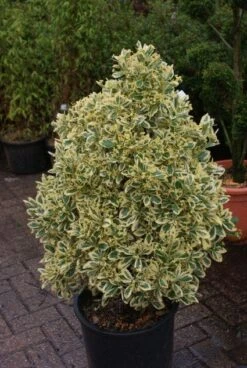 Kardinaalshoed Als Pyramide (Euonymus Japonicus 'Bravo') -Directplant Winkel 20121003163723 3 2