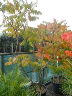 Fluweelboom, Struik (Rhus Typhina 'Dissecta' (Laciniata)) -Directplant Winkel 20121012085607 5