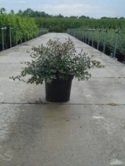 Abelia (Abelia Grandiflora) -Directplant Winkel 20121012121134 9