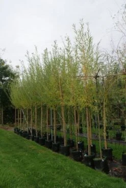 Knotwilg (Salix Alba) -Directplant Winkel 20121016132723 13 1