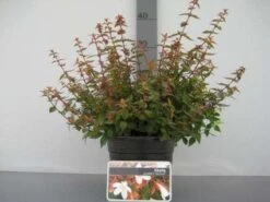 Abelia (Abelia Grandiflora 'Sherwood') -Directplant Winkel 20121016143037 2