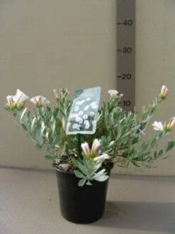 Zilverwinde (Convolvulus Cneorum ) -Directplant Winkel 20121016144047 2