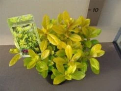 Escallonia (Escallonia 'Gold Ellen') -Directplant Winkel 20121016144815 1