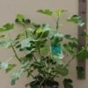 Vijg (Ficus Carica) -Directplant Winkel 20121016145433 10 2