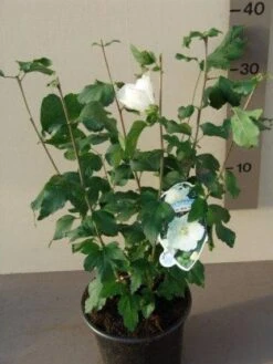 Altheastruik (Hibiscus Syriacus 'William R. Smith') -Directplant Winkel 20121016151103 1 1