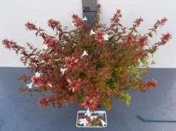 Abelia (Abelia Grandiflora 'Sherwood') -Directplant Winkel 20121017125907 2