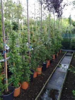 Vuurdoorn (Pyracantha 'Soleil D'Or') -Directplant Winkel 20121017141100 4