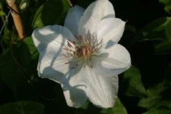 Bosrank (Clematis 'Mrs George Jackman') -Directplant Winkel 20121017155031 1