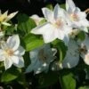 Bosrank (Clematis 'Mrs George Jackman') -Directplant Winkel 20121017155045 1 2