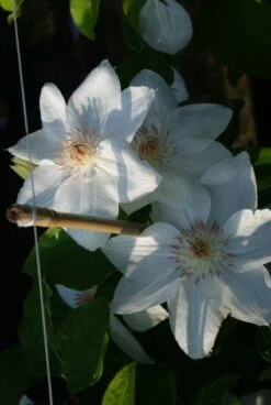 Bosrank (Clematis 'Mrs George Jackman') -Directplant Winkel 20121017155059 1