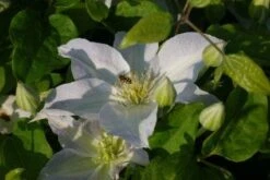 Bosrank (Clematis 'Yukikomachi') -Directplant Winkel 20121017162704 1 2