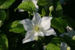 Bosrank (Clematis 'Yukikomachi') -Directplant Winkel 20121017162743 1