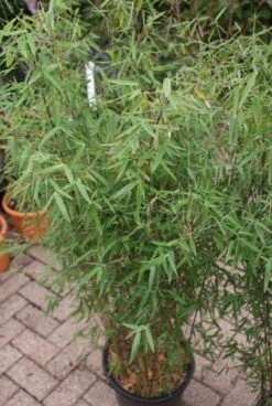 Niet Woekerende Bamboe (Fargesia 'Jiuzhaigou') -Directplant Winkel 20121113150728 4