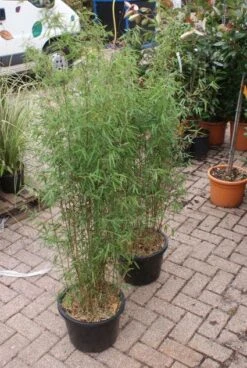 Niet Woekerende Bamboe (Fargesia 'Jiuzhaigou') -Directplant Winkel 20121113150857 4 1