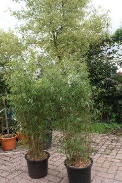 Niet Woekerende Bamboe (Fargesia 'Jiuzhaigou') -Directplant Winkel 20121113150912 4 1