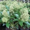 Skimmia (Skimmia Japonica 'Fragrant Cloud') -Directplant Winkel 20121121145151 2 1