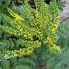 Mahoniestruik (Mahonia Media 'Charity') -Directplant Winkel 20121121145708 3 2
