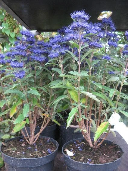 Caryopteris (Caryopteris Clandonensis 'Grand Blue') 7 Caryopteris (Caryopteris Clandonensis 'Grand Blue') - Afbeelding 5