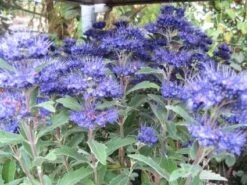 Caryopteris (Caryopteris Clandonensis 'Grand Blue') 14 Caryopteris (Caryopteris Clandonensis 'Grand Blue') -Directplant Winkel 20121121150013 2