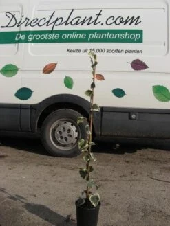 Kaukasische Klimop (Hedera Colchica 'Dentata Variegata') -Directplant Winkel 20121121150304 6