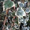 Kaukasische Klimop (Hedera Colchica 'Dentata Variegata') -Directplant Winkel 20121121150412 6