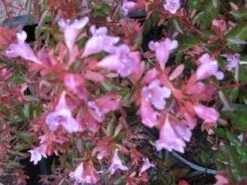 Abelia (Abelia Grandiflora 'Hopleys') -Directplant Winkel 20121121151129 6