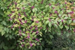 Schoonvrucht (Callicarpa Bodinieri 'Profusion') -Directplant Winkel 20121201150151 12 6 6