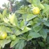 Kumquat (Citrus Kumquat) -Directplant Winkel 20121201150254 7