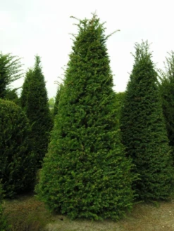 Taxus Als Pyramide (Taxus Baccata) 12 Taxus Als Pyramide (Taxus Baccata) -Directplant Winkel 20121203113006 5 1