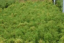 Niet Woekerende Bamboe (Fargesia Murieliae 'Simba') 20 Niet Woekerende Bamboe (Fargesia Murieliae 'Simba') -Directplant Winkel 20121229102434 6 1