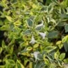 Abelia (Abelia Grandiflora 'Hopleys') -Directplant Winkel 20121229103544 5 1