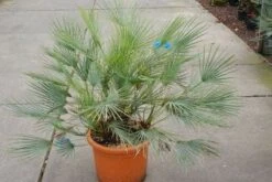 Dwergpalm (Chamaerops Humilis 'Cerifera') -Directplant Winkel 20121229150623 2 1